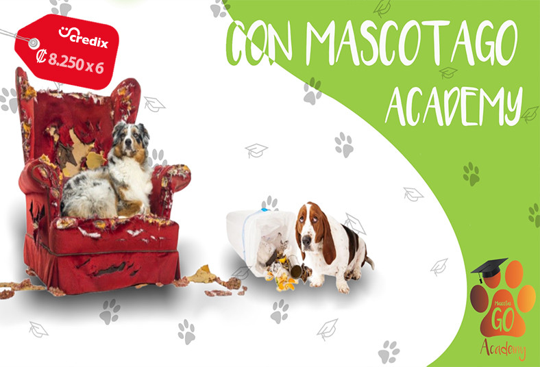 MascotasGo, Academy, adiestramiento, virtual, perro, personalizado, 