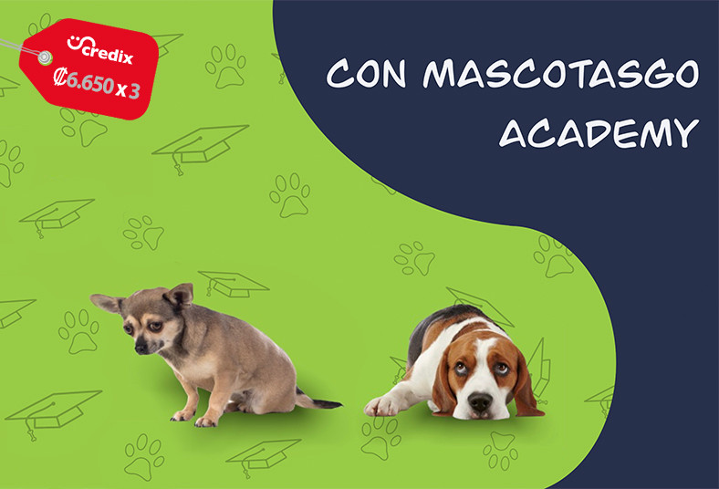MascotasGo, Academy, adiestramiento, virtual, perro, vaso, térmico